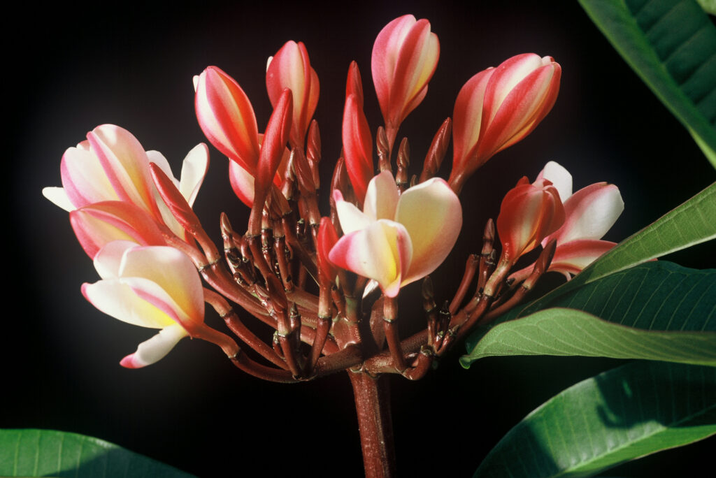 Peachglow Shell plumeria photo