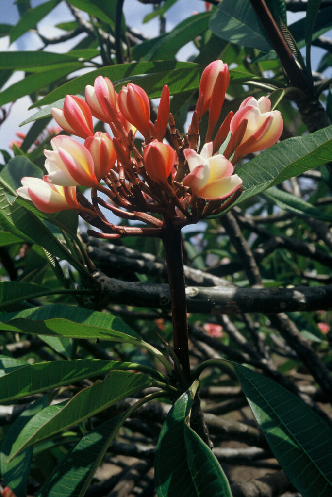 Peachglow Shell plumeria photo