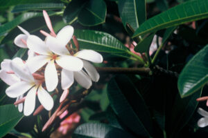 Dwarf Singapore Pink