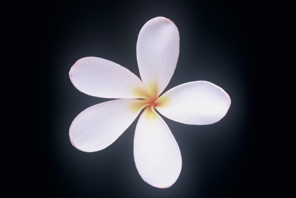 Dwarf Singapore Pink plumeria photo