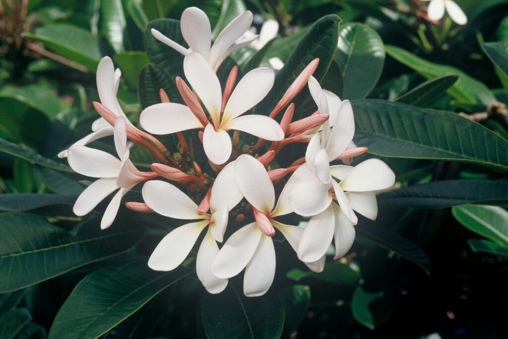 Dwarf Singapore Pink plumeria photo