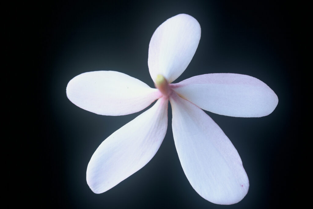 Dwarf Singapore Pink plumeria photo