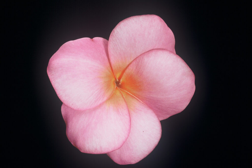 Charlotte Ebert plumeria photo