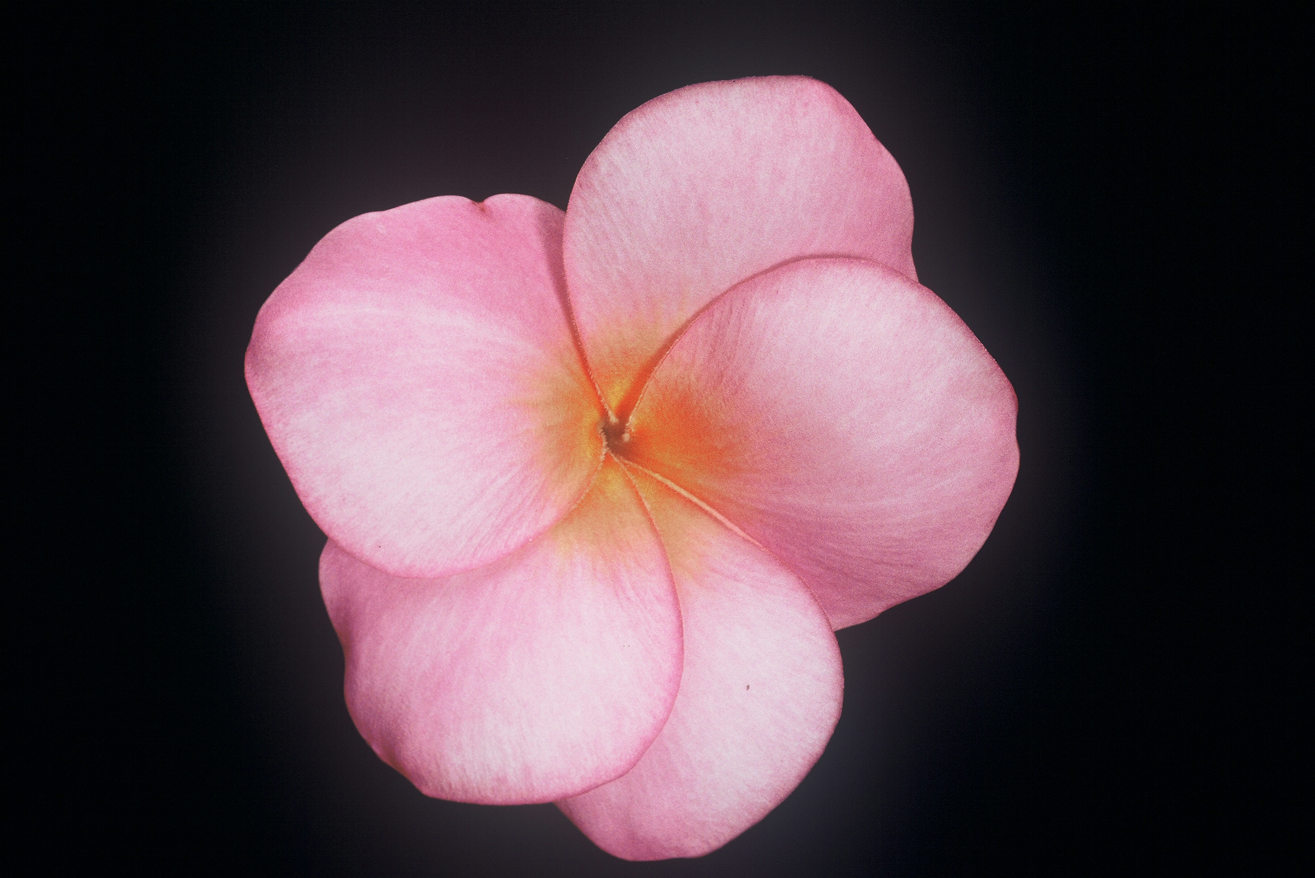 Charlotte Ebert plumeria photo