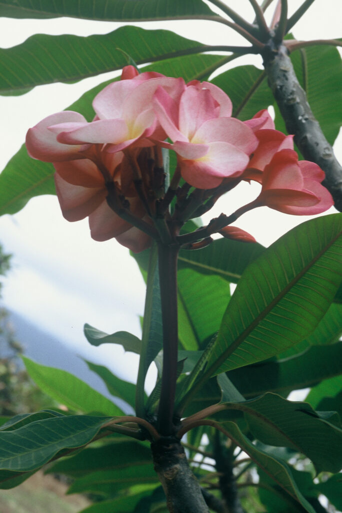 Grove Farm plumeria photo