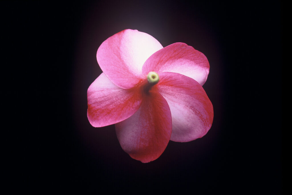 Grove Farm plumeria photo