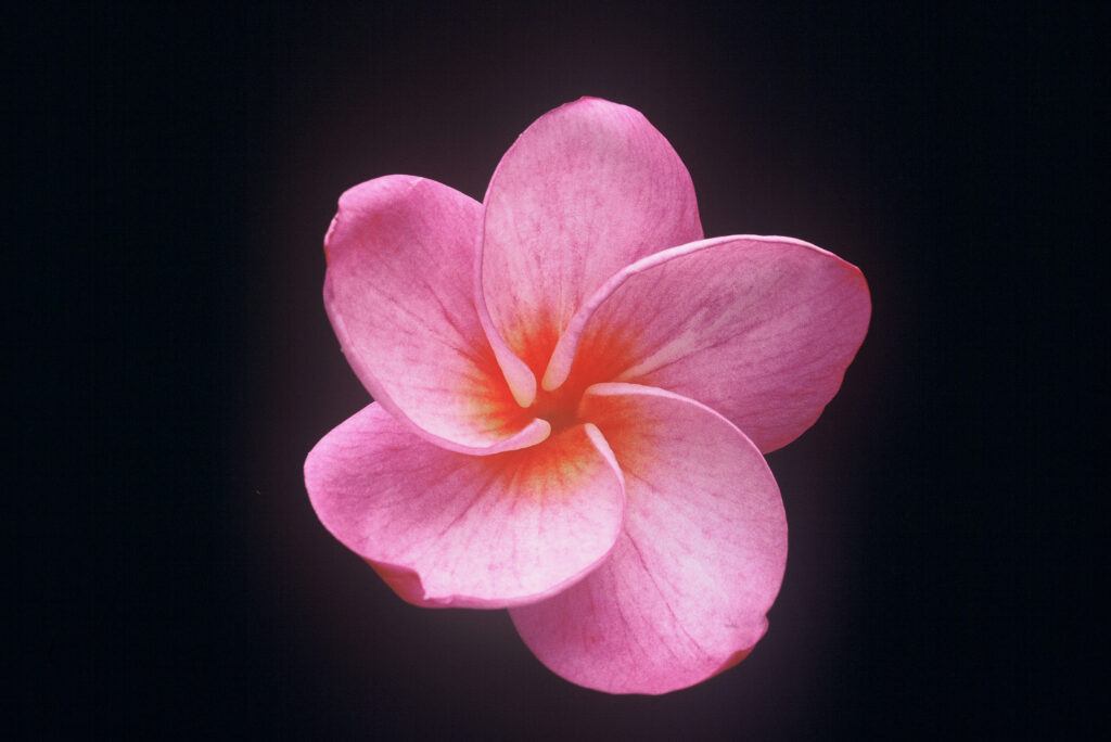 Grove Farm plumeria photo