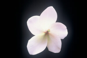 Courtade Pink