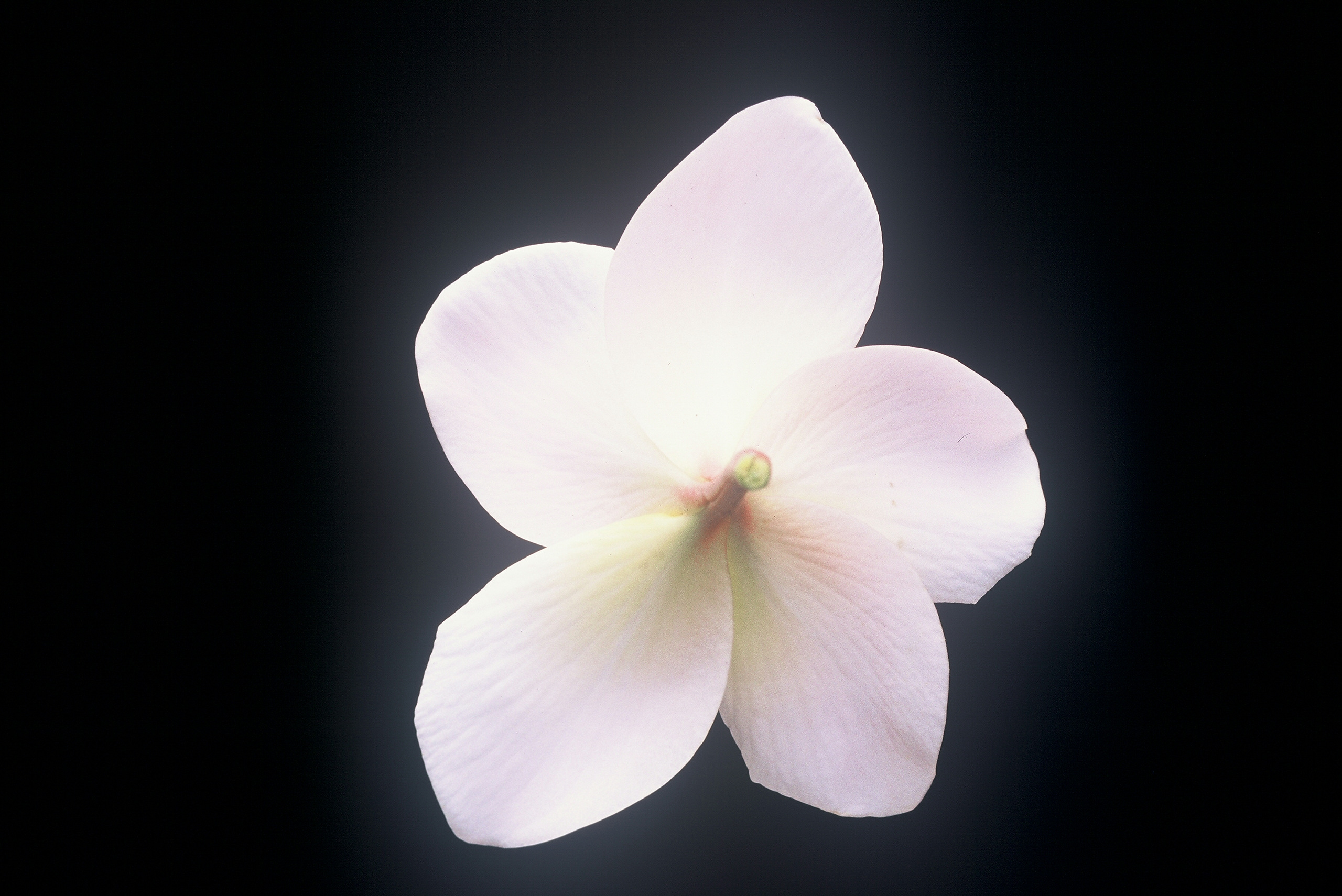 Courtade Pink