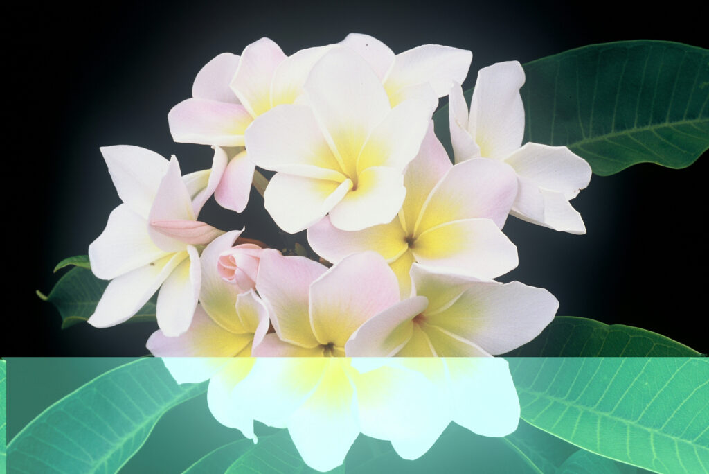 Courtade Pink plumeria photo