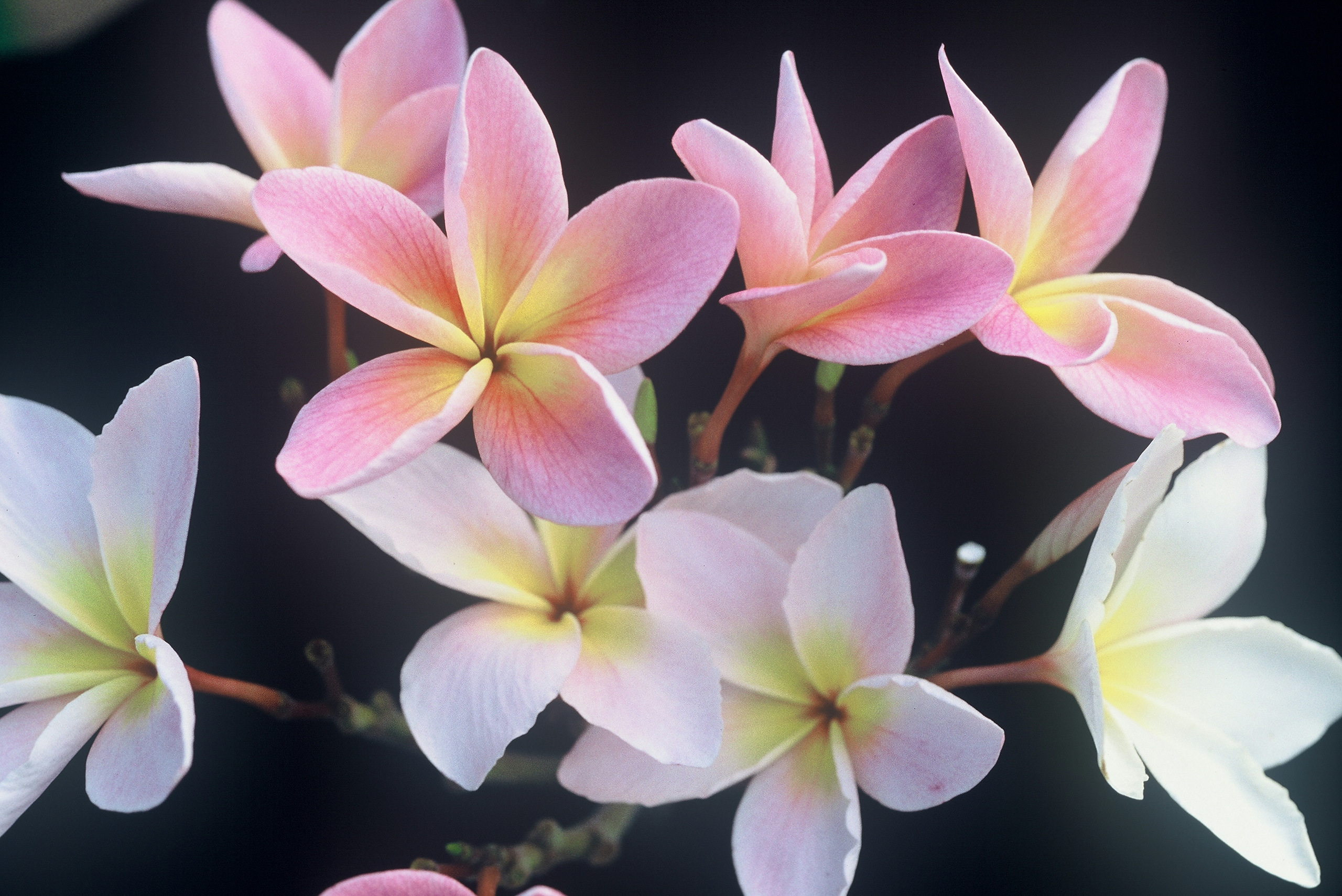 Courtade Pink
