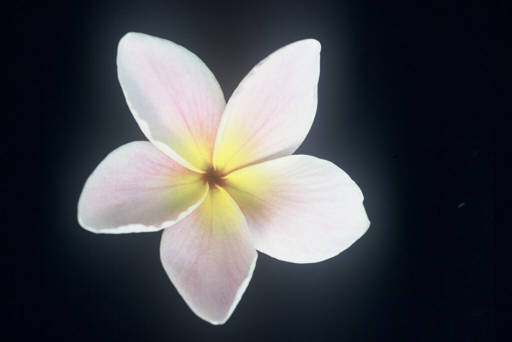 Courtade Pink plumeria photo