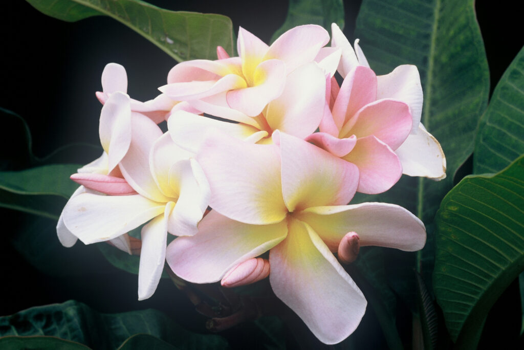 Tillie Hughes plumeria photo