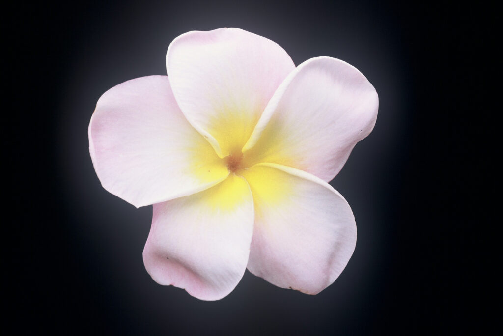 Tillie Hughes plumeria photo