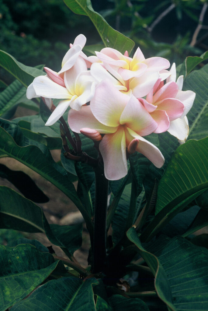 Tillie Hughes plumeria photo
