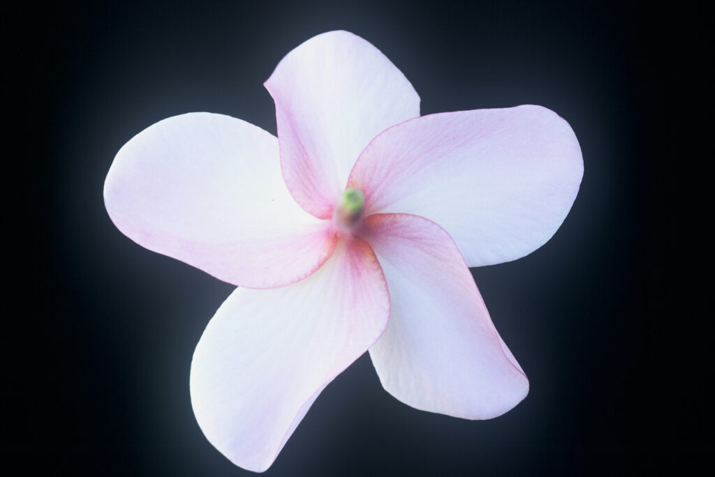 Tillie Hughes plumeria photo