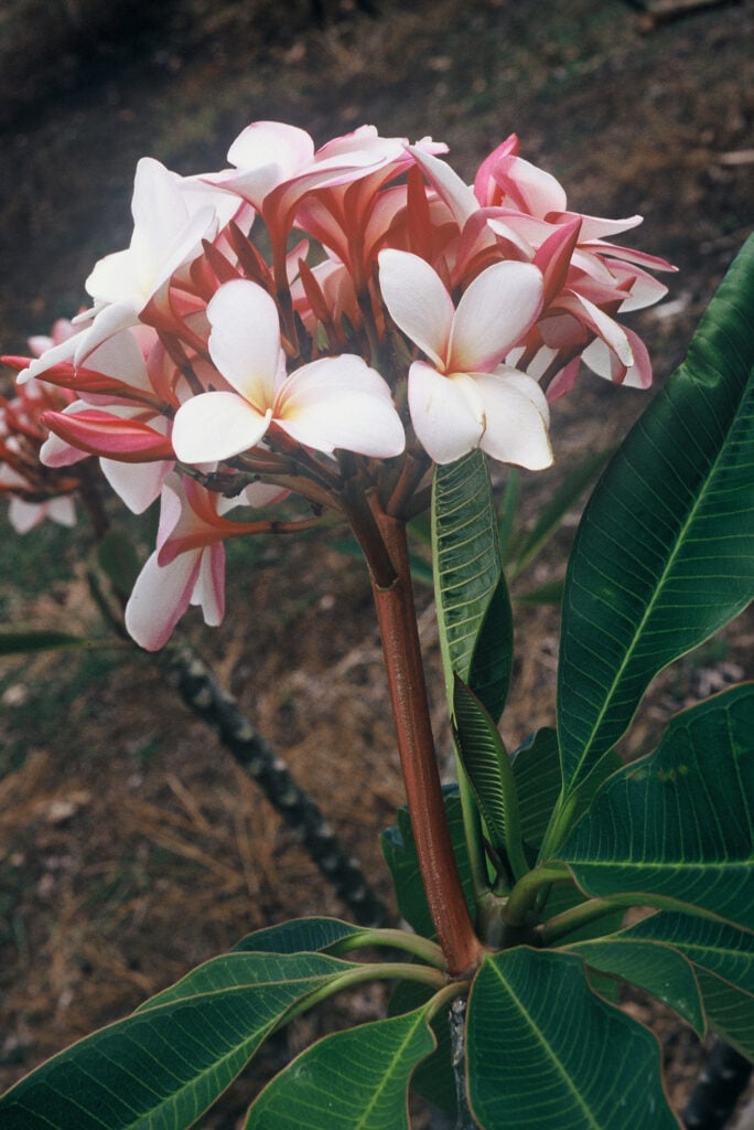 Moir plumeria photo