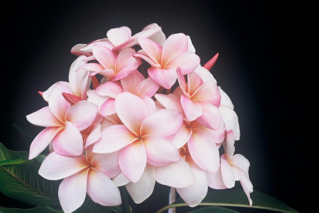 Moir plumeria photo