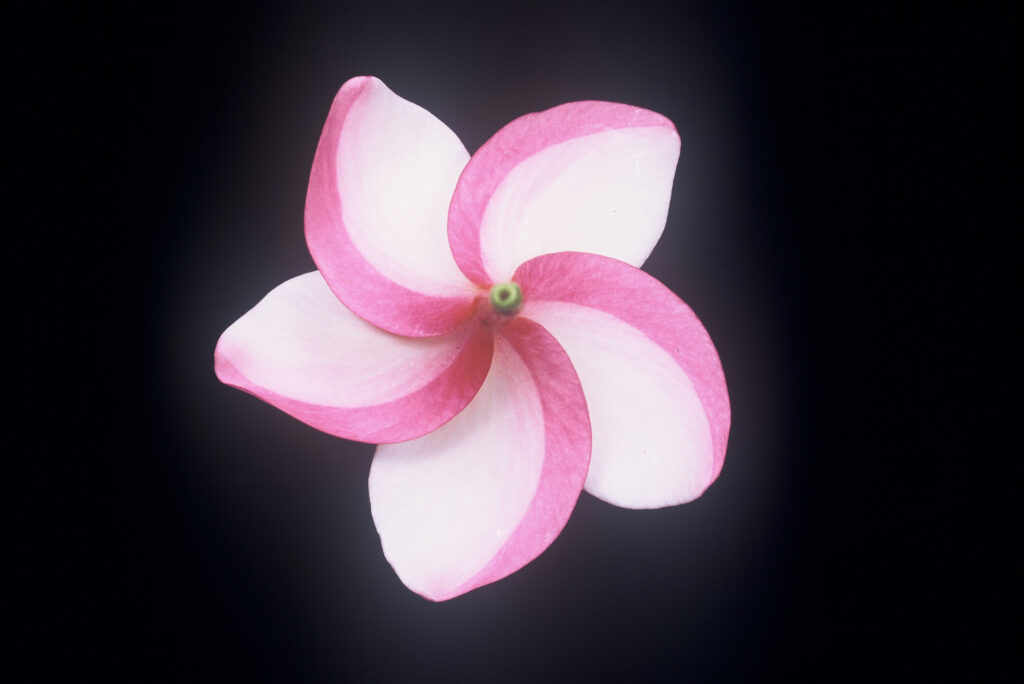 Moir plumeria photo