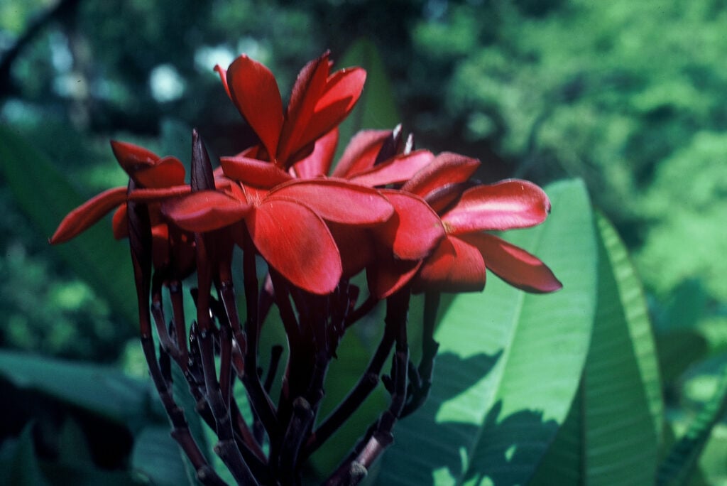 Hilo Beauty plumeria photo
