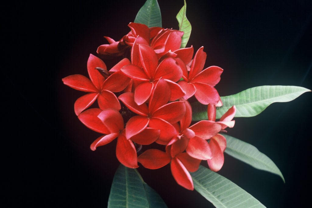 Hilo Beauty plumeria photo