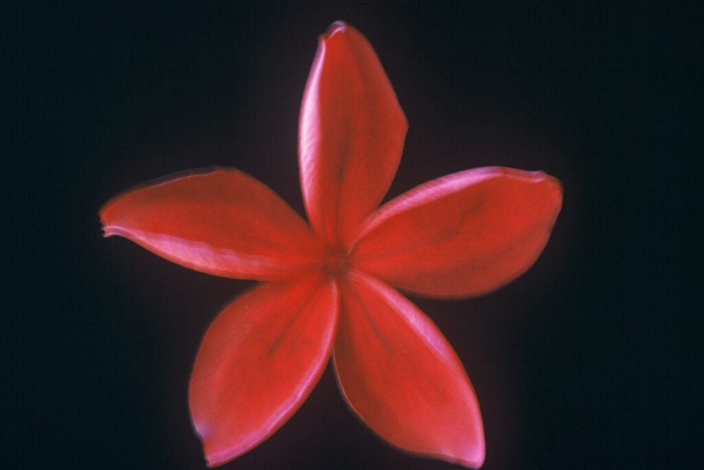 Hilo Beauty plumeria photo