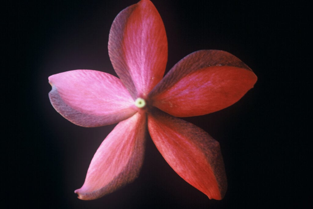 Hilo Beauty plumeria photo