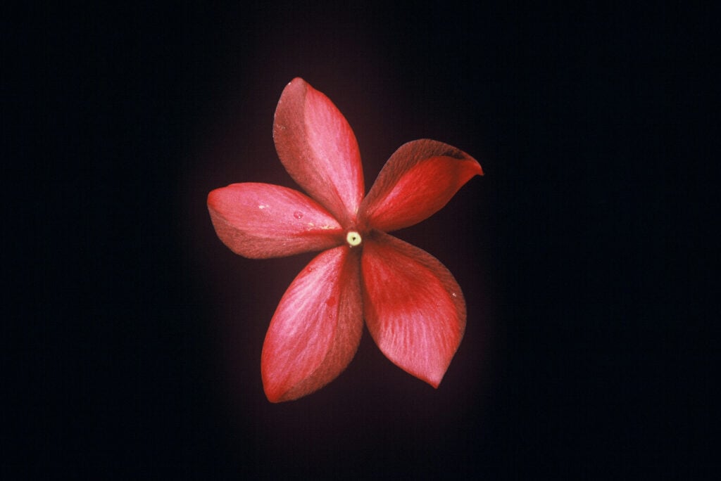 Hilo Beauty plumeria photo