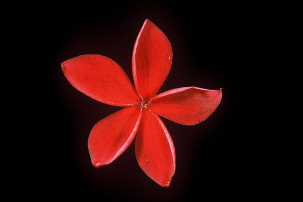 Hilo Beauty plumeria photo
