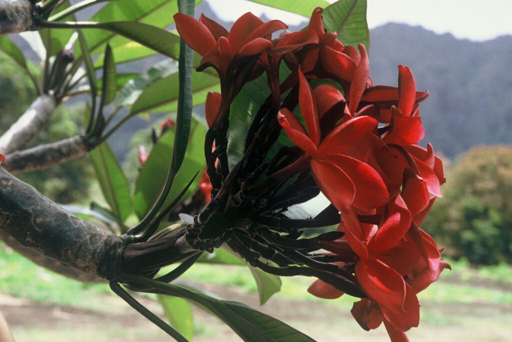 Hilo Beauty plumeria photo