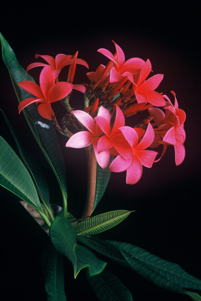 Cerise plumeria photo