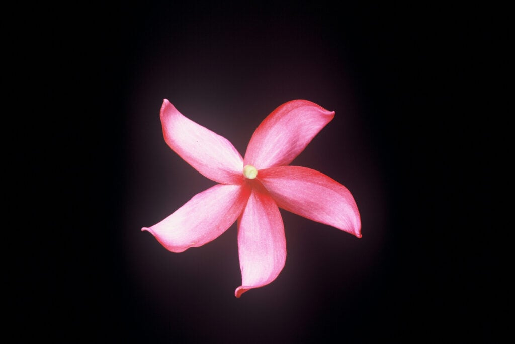 Japanese Lantern plumeria photo