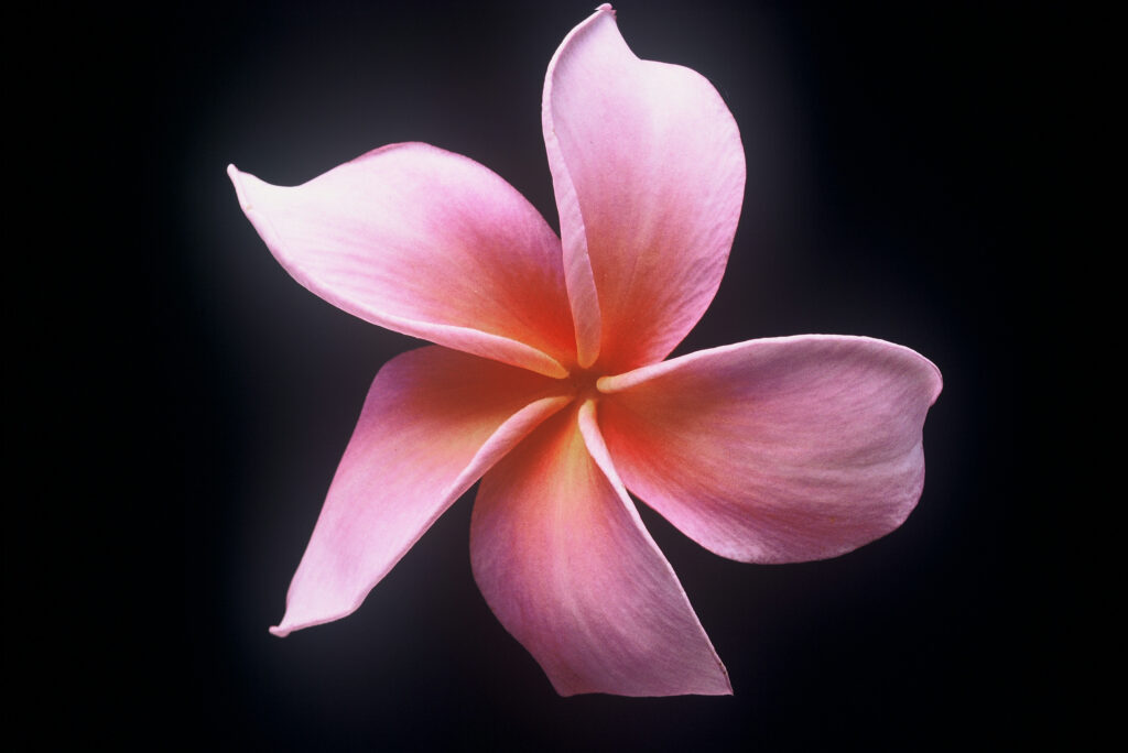 Dean Conklin plumeria photo