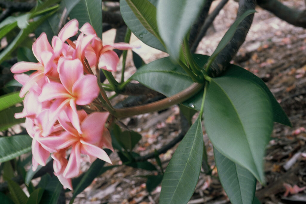Dean Conklin plumeria photo