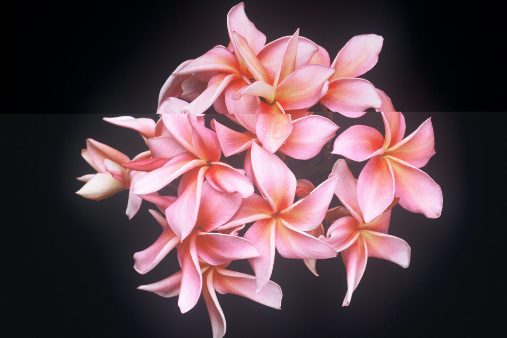 Dean Conklin plumeria photo