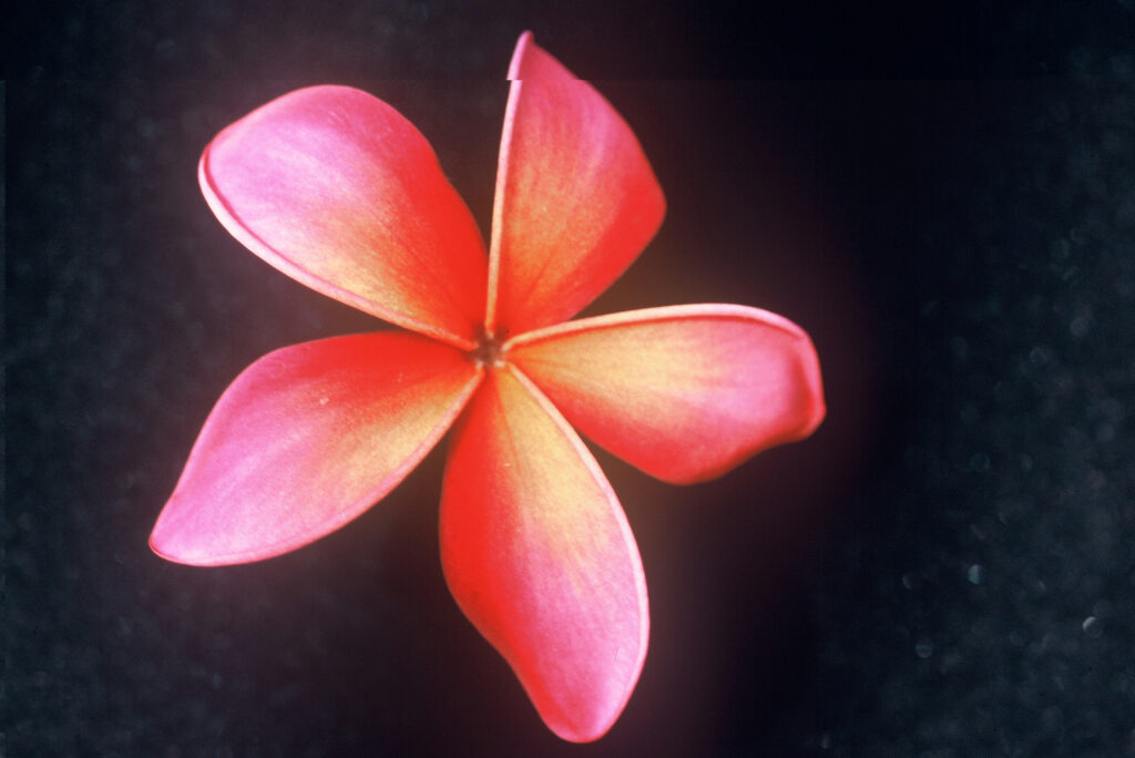 Kaneohe Sunburst plumeria photo
