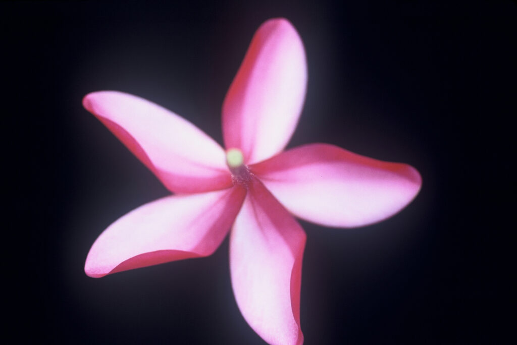Kaneohe Sunburst plumeria photo
