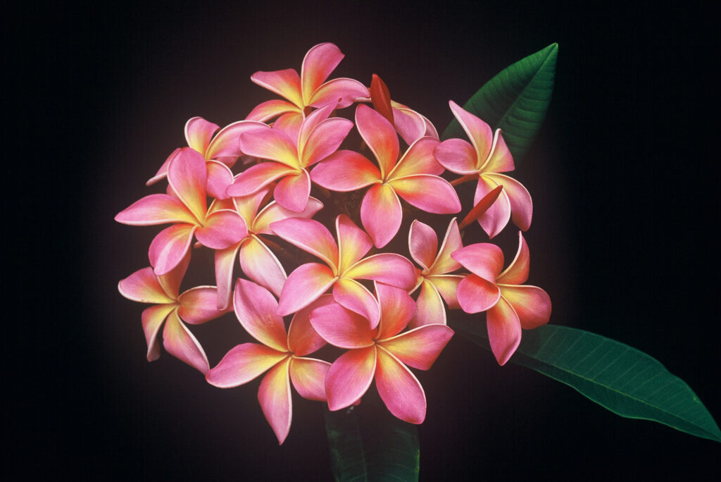 Kaneohe Sunburst plumeria photo