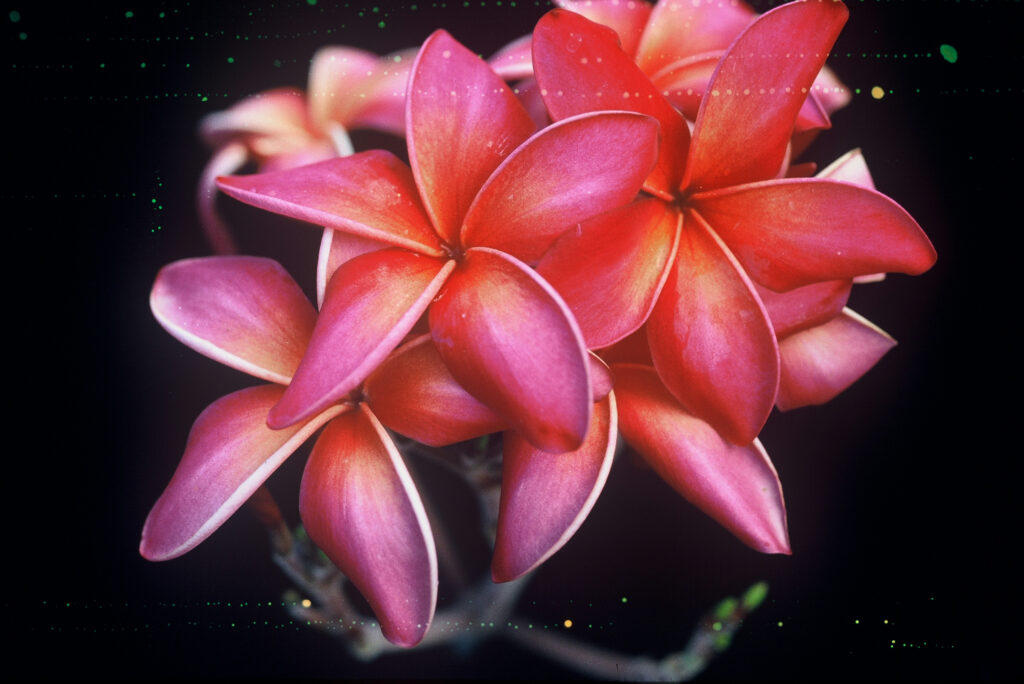 Kaneohe Sunburst plumeria photo
