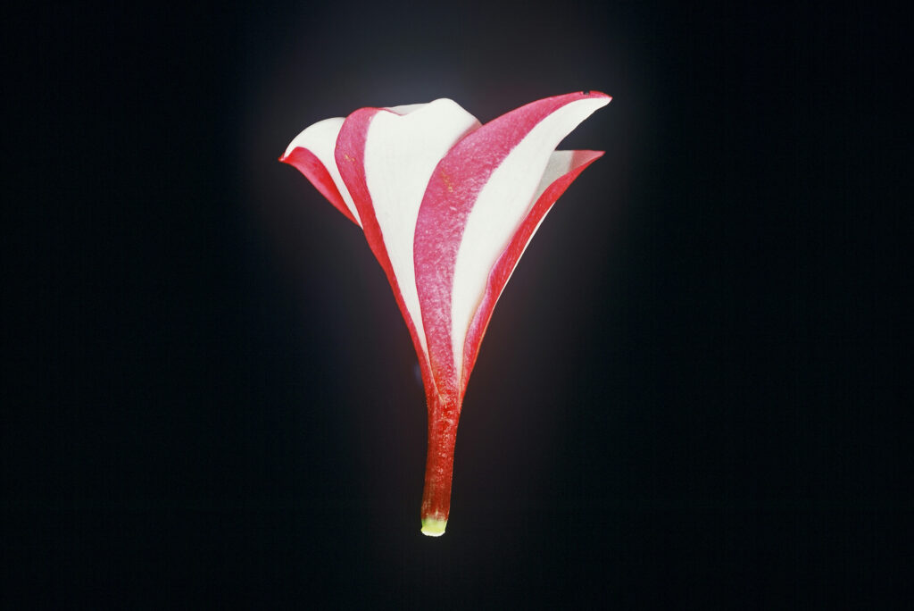 J.L. Trumpet plumeria photo