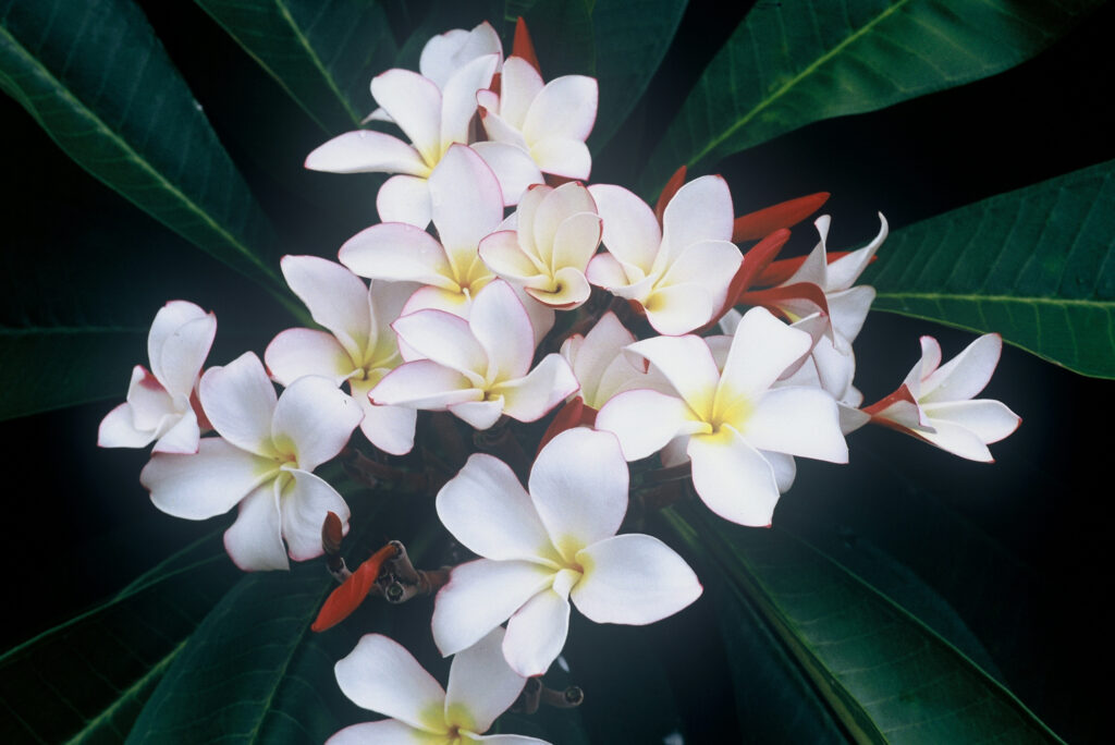 J.L. Trumpet plumeria photo