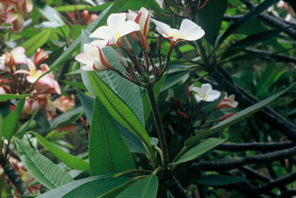 J.L. Trumpet plumeria photo