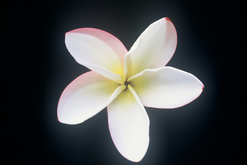 J.L. Trumpet plumeria photo