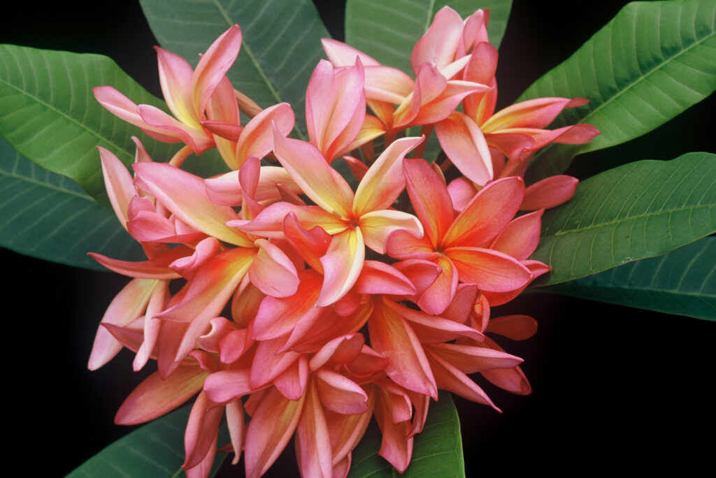 Kauka Wilder plumeria photo