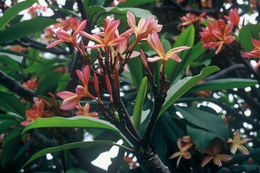 Kauka Wilder plumeria photo