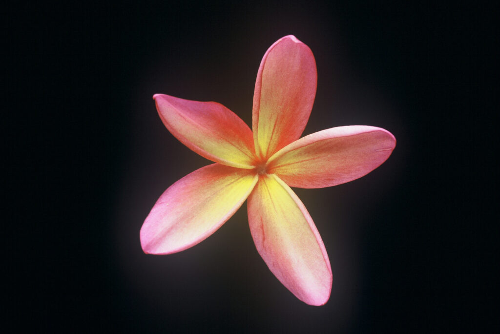 Kauka Wilder plumeria photo