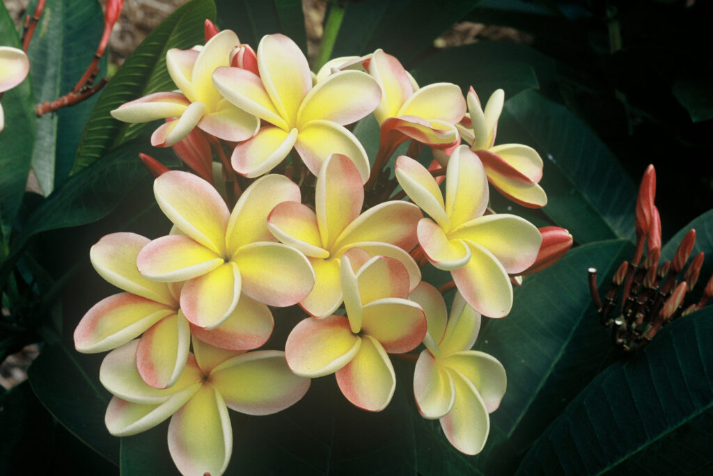 Lei Rainbow plumeria photo