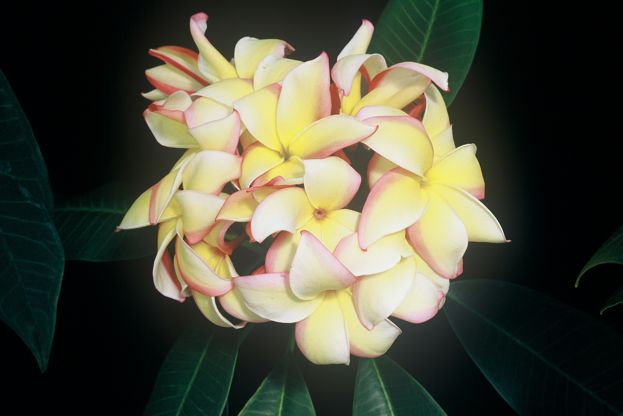 Hawaiian Flag plumeria photo