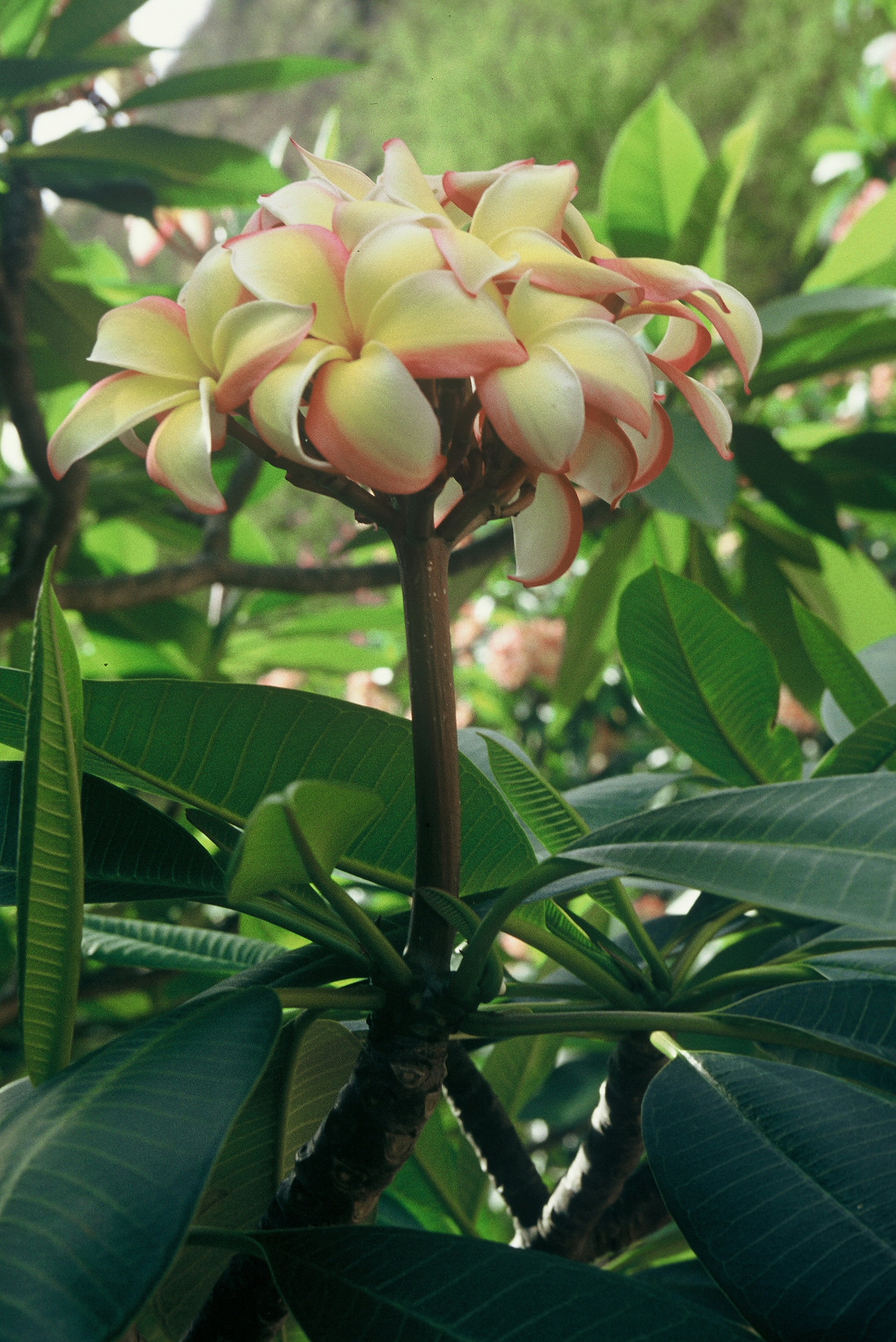 Hawaiian Flag plumeria photo