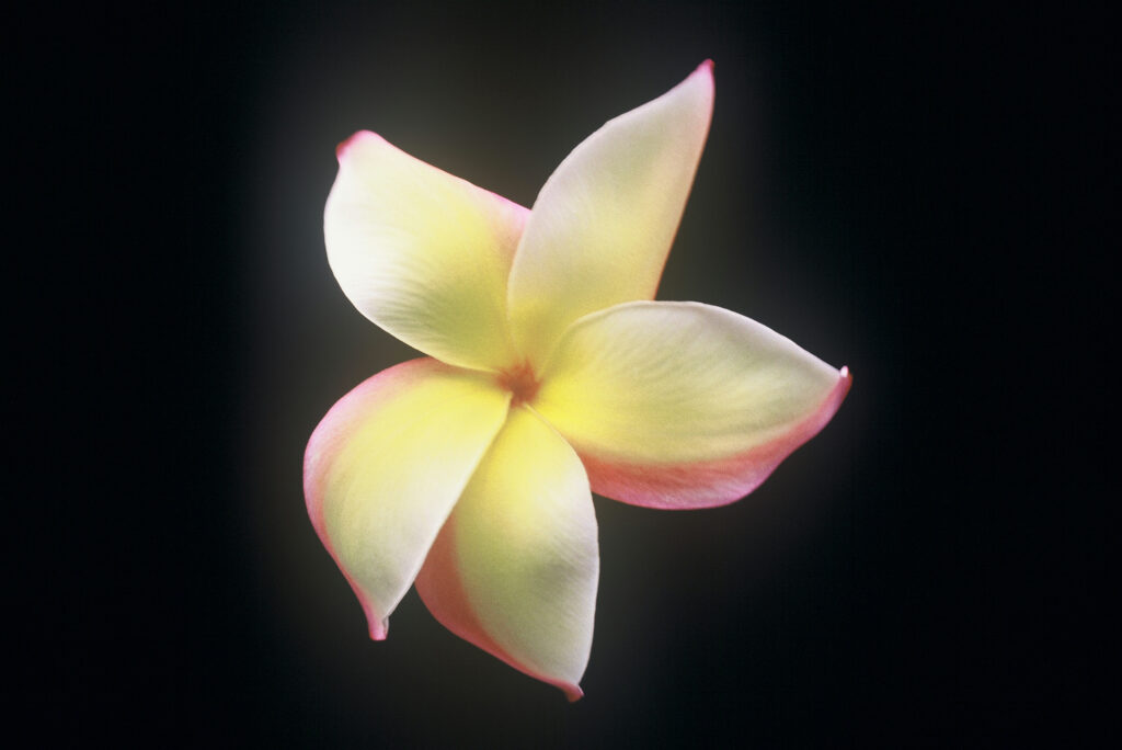 Puu Kahea plumeria photo